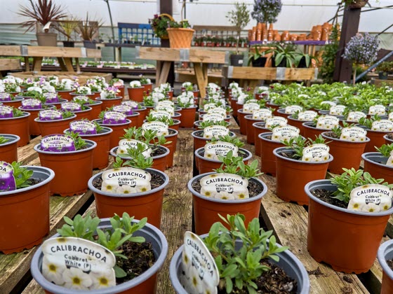 Find the best quotes, costs, and coverage for Plant Nursery Insurance in Colorado, offering specialized protection for the unique risks associated with operating a plant nursery.